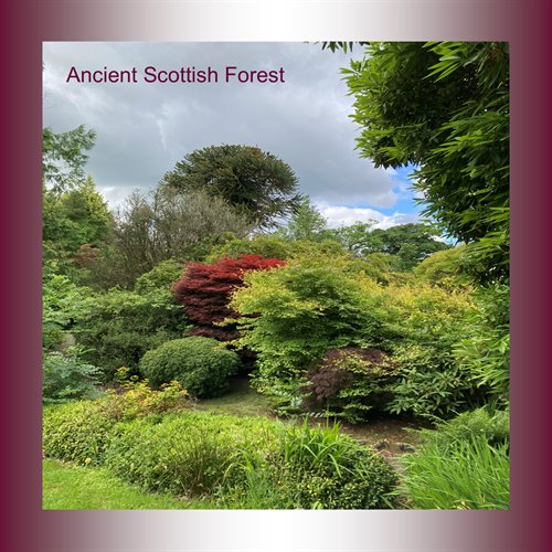 Ancient Scottish forest